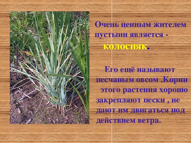 Очень ценным жителем пустыни является -  колосняк .    Его ещё называют песчаным овсом . Корни этого растения хорошо закрепляют пески , не дают им двигаться под действием ветра .  