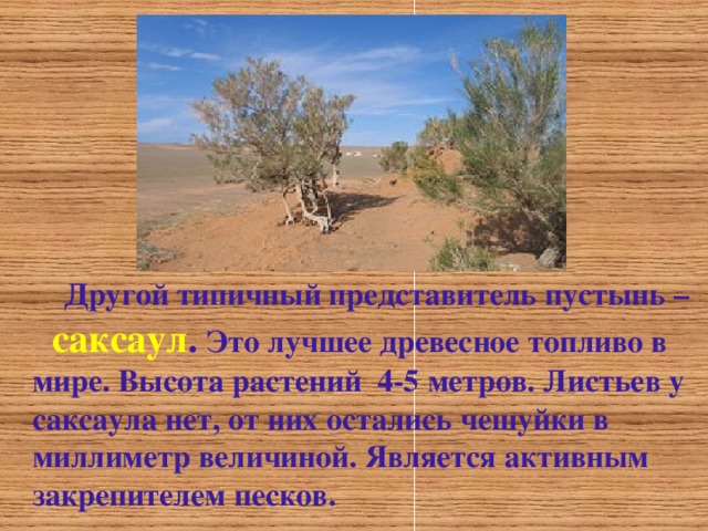  Другой типичный представитель пустынь –  саксаул . Это лучшее древесное топливо в мире . Высота растений 4-5 метров . Листьев у саксаула нет , от них остались чешуйки в миллиметр величиной . Является активным закрепителем песков .  
