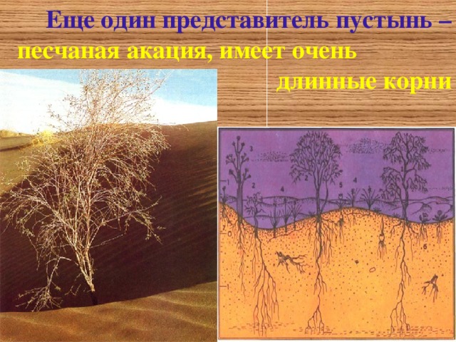 Еще один представитель пустынь – песчаная  акация, имеет очень длинные корни 