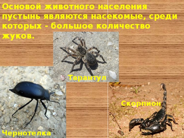 Основой животного населения пустынь являются насекомые, среди которых - большое количество жуков. Тарантул  Скорпион  Чернотелка  