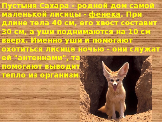 Пустыня Сахара - родной дом самой маленькой лисицы - фенека . При длине тела 40 см, его хвост составит 30 см, а уши поднимаются на 10 см вверх. Именно уши и помогают охотиться лисице ночью - они служат ей 