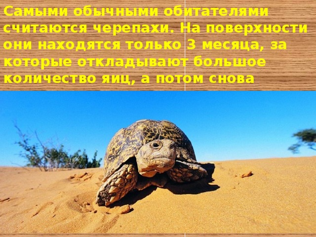 Самыми обычными обитателями считаются черепахи. На поверхности они находятся только 3 месяца, за которые откладывают большое количество яиц, а потом снова прячутся в толщу песка в своих норах. 