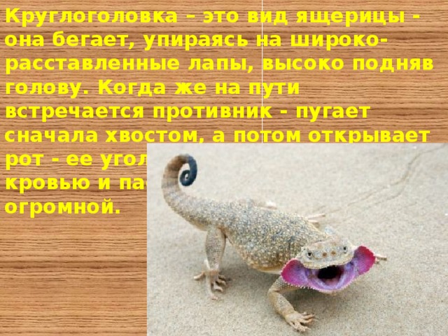 Круглоголовка – это вид ящерицы - она бегает, упираясь на широко-расставленные лапы, высоко подняв голову. Когда же на пути встречается противник - пугает сначала хвостом, а потом открывает рот - ее уголки рта наливаются кровью и пасть кажется просто огромной. 