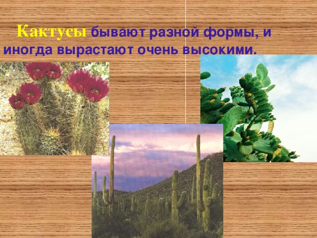  Кактусы  бывают разной формы, и иногда вырастают очень высокими.  