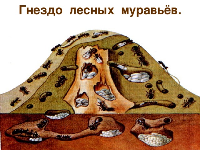Гнездо лесных муравьёв. 