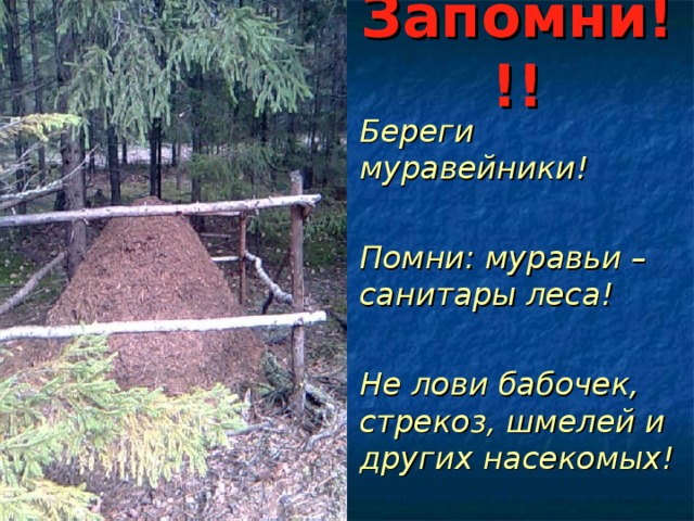 Запомни!!! Береги муравейники!  Помни: муравьи – санитары леса!  Не лови бабочек, стрекоз, шмелей и других насекомых! 