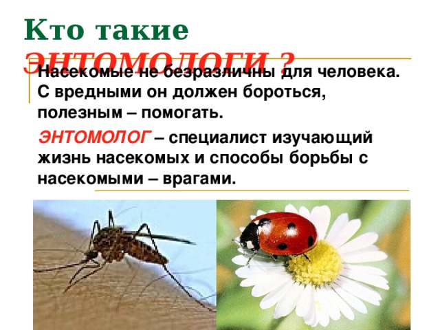Кто такие ЭНТОМОЛОГИ ? Насекомые не безразличны для человека. С вредными он должен бороться, полезным – помогать. ЭНТОМОЛОГ  – специалист изучающий жизнь насекомых и способы борьбы с насекомыми – врагами. 