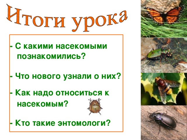 - С какими насекомыми  познакомились?   - Что нового узнали о них? - Как надо относиться к  насекомым?  - Кто такие энтомологи? 