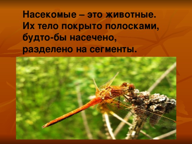 Насекомые – это животные. Их тело покрыто полосками, будто-бы насечено, разделено на сегменты. 