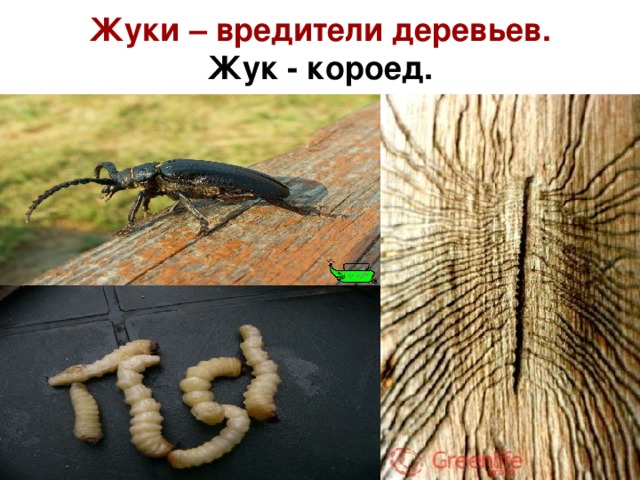 Жуки – вредители деревьев.  Жук - короед. 