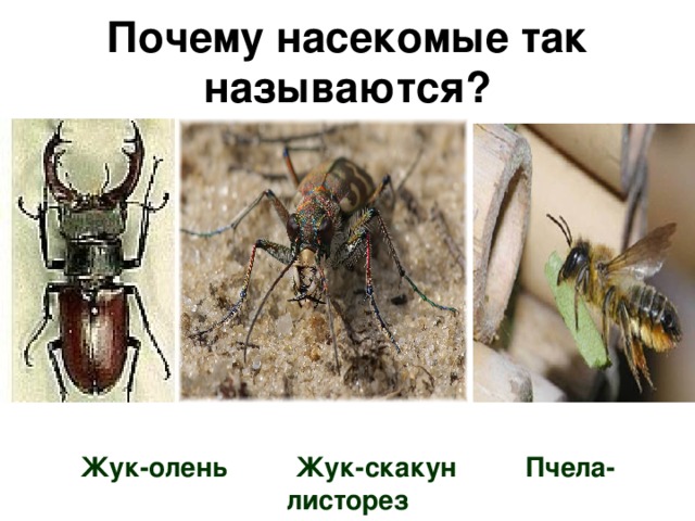 Почему насекомые так называются? Жук-олень Жук-скакун Пчела-листорез  