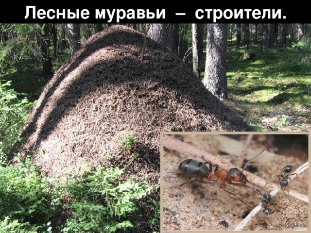 Лесные муравьи – строители. 