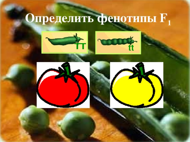 Определить фенотипы F 1 ТТ tt сс СС 