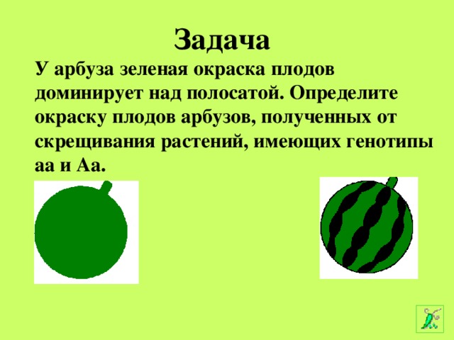 Задача У арбуза зеленая окраска плодов доминирует над полосатой. Определите окраску плодов арбузов, полученных от скрещивания растений, имеющих генотипы аа и Аа. Аа аа 