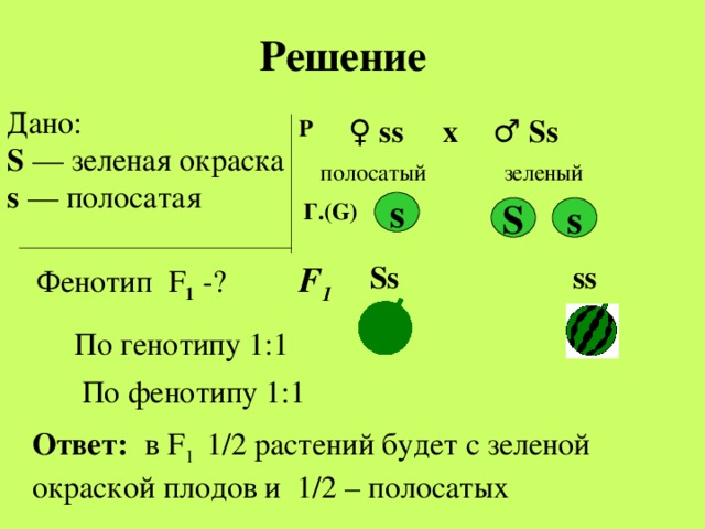 Решение Дано: S  — зеленая окраска s — полосатая ♀ ss ♂  Ss х Р полосатый зеленый Г.( G) s s S  Ss    ss   F 1 Фенотип F 1 - ? По генотипу 1:1 По фенотипу 1:1 Ответ:  в F 1  1 / 2 растений будет с зеленой окраской плодов и 1 /2 – полосатых 