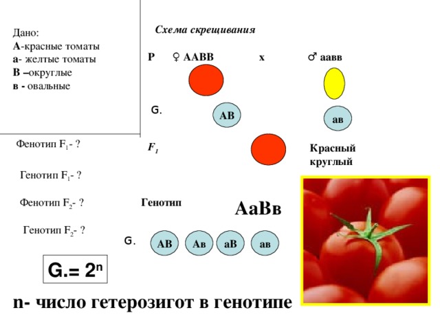 Схема скрещивания  Дано: А - красные томаты а - желтые томаты В – округлые в - овальные Р ♀  ААВВ ♂  аавв х G. АВ ав Фенотип F 1 - ? F 1  Красный круглый Генотип F 1 - ? Фенотип F 2 - ? Генотип АаВв Генотип F 2 - ? АВ Ав аВ ав G. G. = 2 n n- число гетерозигот в генотипе 