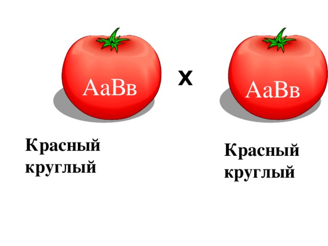 F 1 ♀  ♂  Х АаВв АаВв Красный круглый Красный круглый 