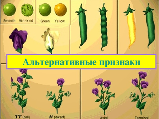 Альтернативные признаки 