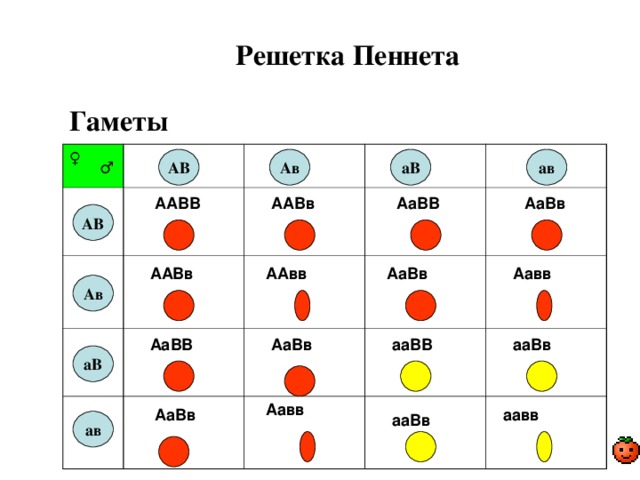 Решетка Пеннета Гаметы ♀ Ав аВ ав АВ ♂ ААВВ АаВв АаВВ ААВв АВ АаВв Аавв ААВв ААвв Ав АаВВ АаВв ааВВ ааВв аВ Аавв АаВв аавв ааВв ав 