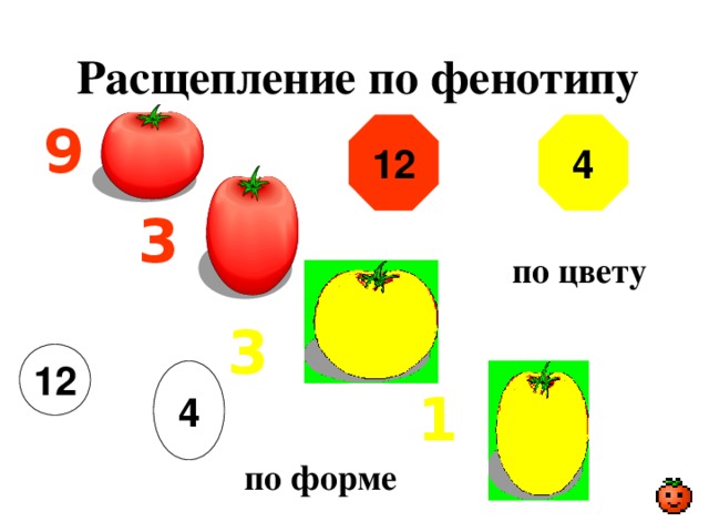 Расщепление по фенотипу 9 12 4 3 по цвету 3 12 4 1 по форме 