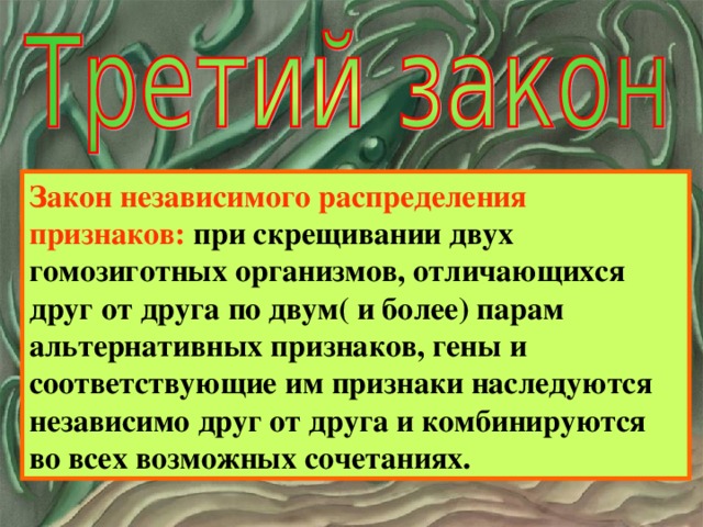 Закон независимого распределения признаков: при скрещивании двух гомозиготных организмов, отличающихся друг от друга по двум( и более) парам альтернативных признаков, гены и соответствующие им признаки наследуются независимо друг от друга и комбинируются во всех возможных сочетаниях. 
