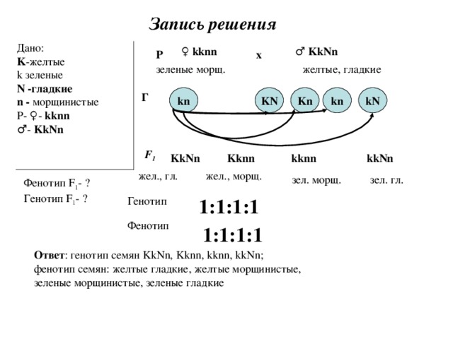Запись решения  Дано: K - желтые k зеленые N -гладкие n - морщинистые Р- ♀- kknn ♂ - KkNn ♀  kknn ♂  KkNn Р х зеленые морщ. желтые, гладкие kN KN Г kn kn Kn  F 1  KkNn Kknn kknn kkNn жел . , гл . жел . , морщ . зел. морщ. зел. гл. Фенотип F 1 - ? Генотип F 1 - ? Генотип 1:1:1:1 Фенотип 1:1:1:1 Ответ : генотип семян KkNn, Kknn, kknn, kkNn ; фенотип семян: желтые гладкие, желтые морщинистые, зеленые морщинистые, зеленые гладкие 