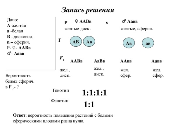Запись решения  Дано: А - желтая а -белая В – дисковид.  n – сферич. Р- ♀- ААВв ♂ - Аавв ♀  ААВв ♂  Аавв Р х желтые диск. желтые, сферич. Ав АВ Г ав Ав  F 1  ААВв Аавв АаВв ААвв жел . , диск . жел. сфер. жел. сфер. жел . , диск . Вероятность белых сферич .  в F 1 .- ? Генотип 1:1:1:1 Фенотип 1:1 Ответ : вероятность появления растений с белыми сферическими плодами равна нулю. 