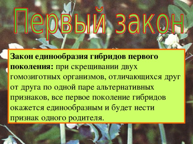 Закон единообразия гибридов первого поколения: при скрещивании двух гомозиготных организмов, отличающихся друг от друга по одной паре альтернативных признаков, все первое поколение гибридов окажется единообразным и будет нести признак одного родителя. 