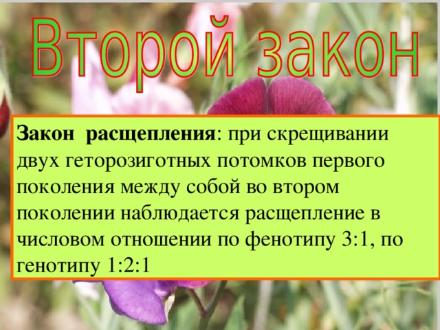 Закон  расщепления : при скрещивании двух геторозиготных потомков первого поколения между собой во втором поколении наблюдается расщепление в числовом отношении по фенотипу 3:1, по генотипу 1:2:1 Закон  расщепления : в потомстве, полученном от скрещивания гибридов первого поколения наблюдается явления расщепления: четверть особей из гибридов второго поколения несет рецессивный признак, три четверти- доминантный признак 
