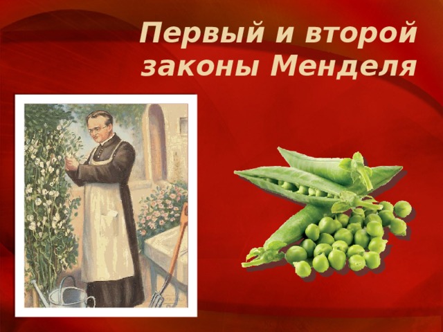 Первый и второй законы Менделя 