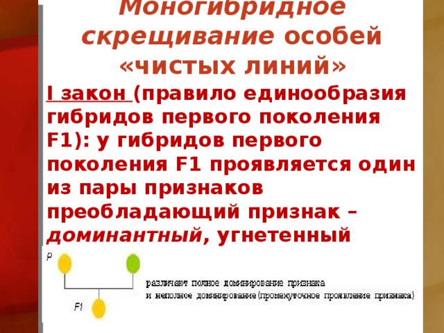 Моногибридное скрещивание особей «чистых линий» I закон (правило единообразия гибридов первого поколения F1): у гибридов первого поколения F1 проявляется один из пары признаков преобладающий признак – доминантный , угнетенный признак – рецессивный.  