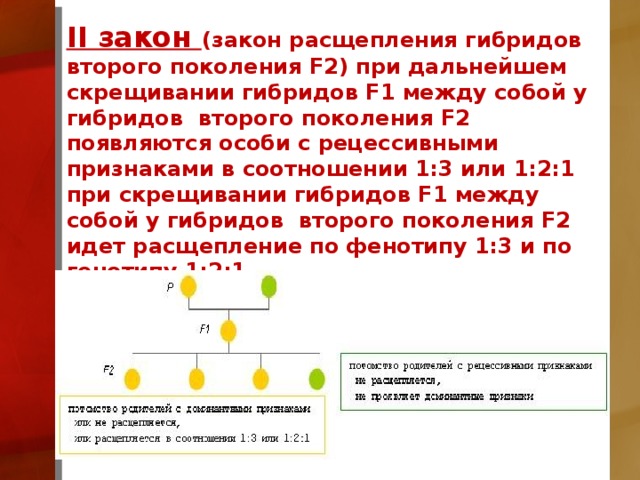 II закон (закон расщепления гибридов второго поколения F2) при дальнейшем скрещивании гибридов F1 между собой у гибридов второго поколения F2 появляются особи с рецессивными признаками в соотношении 1:3 или 1:2:1 при скрещивании гибридов F1 между собой у гибридов второго поколения F2 идет расщепление по фенотипу 1:3 и по генотипу 1:2:1.  