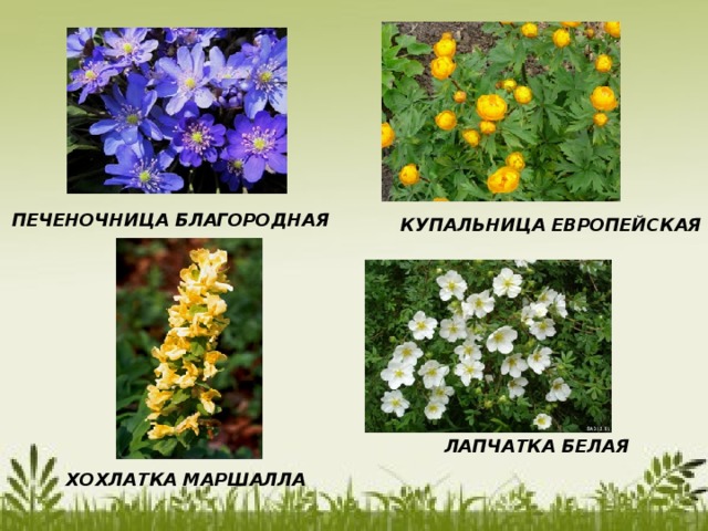 ПЕЧЕНОЧНИЦА БЛАГОРОДНАЯ КУПАЛЬНИЦА ЕВРОПЕЙСКАЯ ЛАПЧАТКА БЕЛАЯ ХОХЛАТКА МАРШАЛЛА 