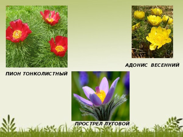 АДОНИС ВЕСЕННИЙ ПИОН ТОНКОЛИСТНЫЙ ПРОСТРЕЛ ЛУГОВОЙ 