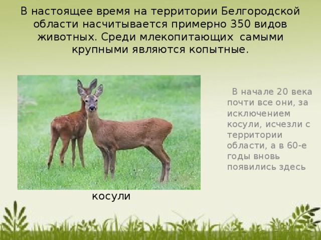 В настоящее время на территории Белгородской области насчитывается примерно 350 видов животных. Среди млекопитающих самыми крупными являются копытные.   В начале 20 века почти все они, за исключением косули, исчезли с территории области, а в 60-е годы вновь появились здесь косули 