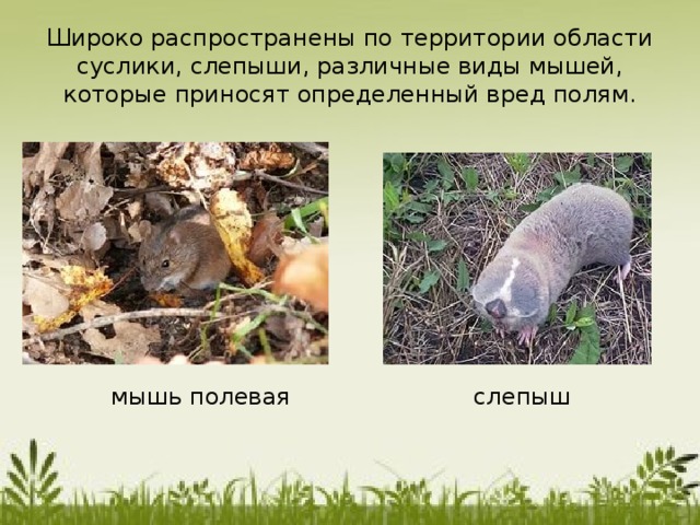 Широко распространены по территории области суслики, слепыши, различные виды мышей, которые приносят определенный вред полям. слепыш мышь полевая 