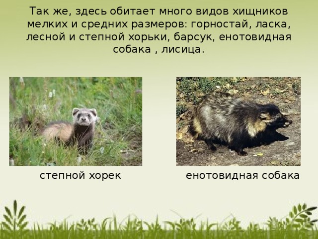 Так же, здесь обитает много видов хищников мелких и средних размеров: горностай, ласка, лесной и степной хорьки, барсук, енотовидная собака , лисица. степной хорек енотовидная собака 