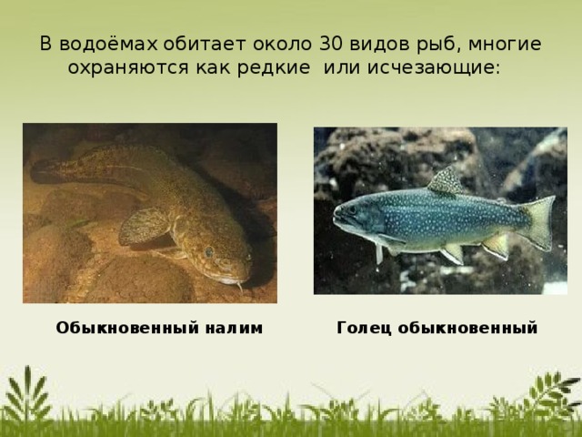 В водоёмах обитает около 30 видов рыб, многие охраняются как редкие или исчезающие: Обыкновенный налим Голец обыкновенный 
