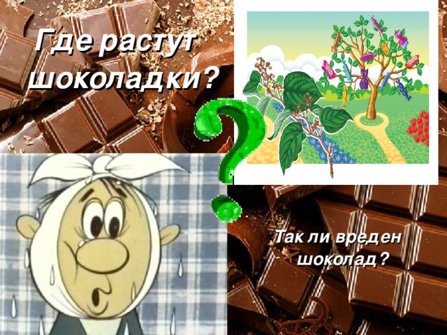 Где растут шоколадки? Так ли вреден шоколад? 