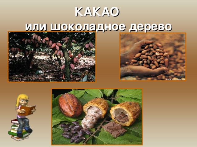 КАКАО  или шоколадное дерево 