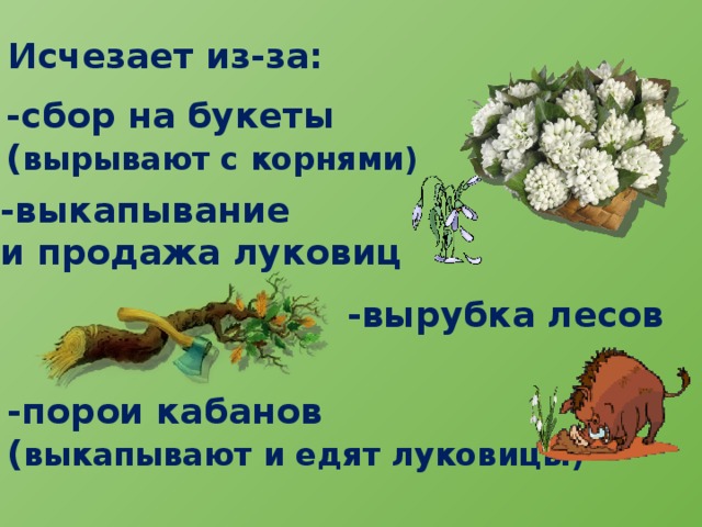Исчезает из-за: -сбор на букеты ( вырывают с корнями) -выкапывание и продажа луковиц -вырубка лесов -порои кабанов ( выкапывают и едят луковицы) 