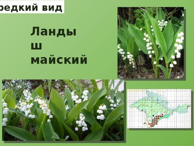 редкий вид Ландыш майский 