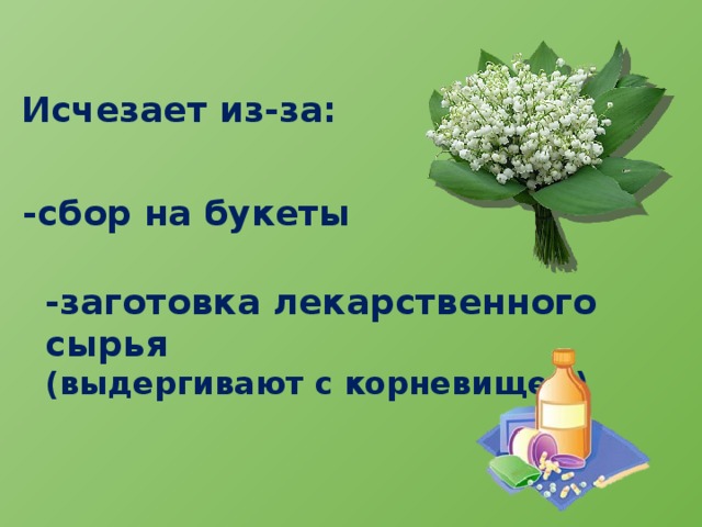 Исчезает из-за: -сбор на букеты -заготовка лекарственного сырья (выдергивают с корневищем) 