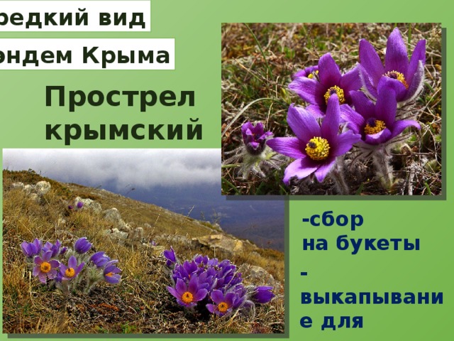 редкий вид эндем Крыма Прострел крымский -сбор на букеты -выкапывание для продажи 