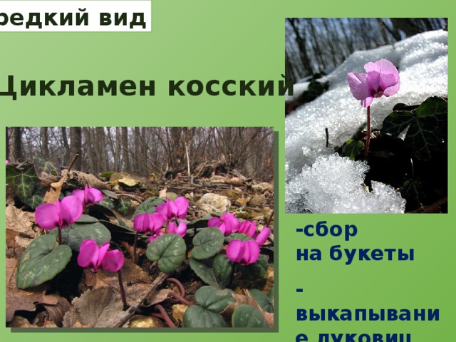 редкий вид Цикламен косский -сбор на букеты -выкапывание луковиц 