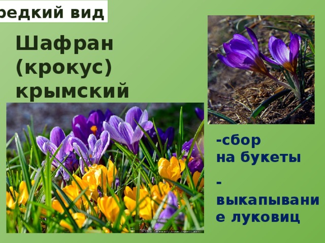 редкий вид Шафран (крокус) крымский -сбор на букеты -выкапывание луковиц 
