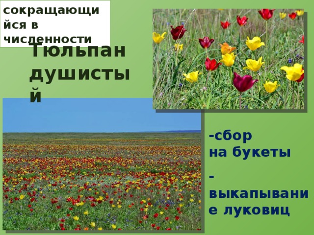 сокращающийся в численности Тюльпан душистый -сбор на букеты -выкапывание луковиц 