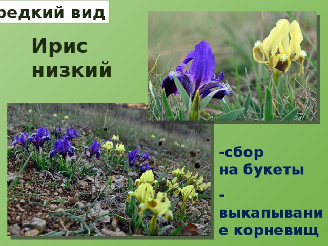 редкий вид Ирис низкий -сбор на букеты -выкапывание корневищ 
