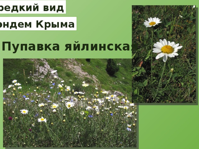 редкий вид эндем Крыма Пупавка яйлинская 