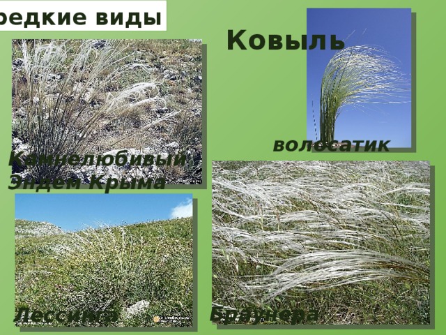редкие виды Ковыль волосатик Камнелюбивый Эндем Крыма Браунера Лессинга 